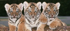 three tiger cubs
